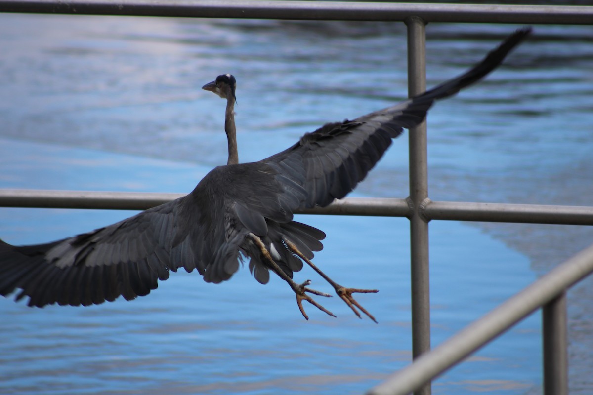 Great Blue Heron - ML638026945
