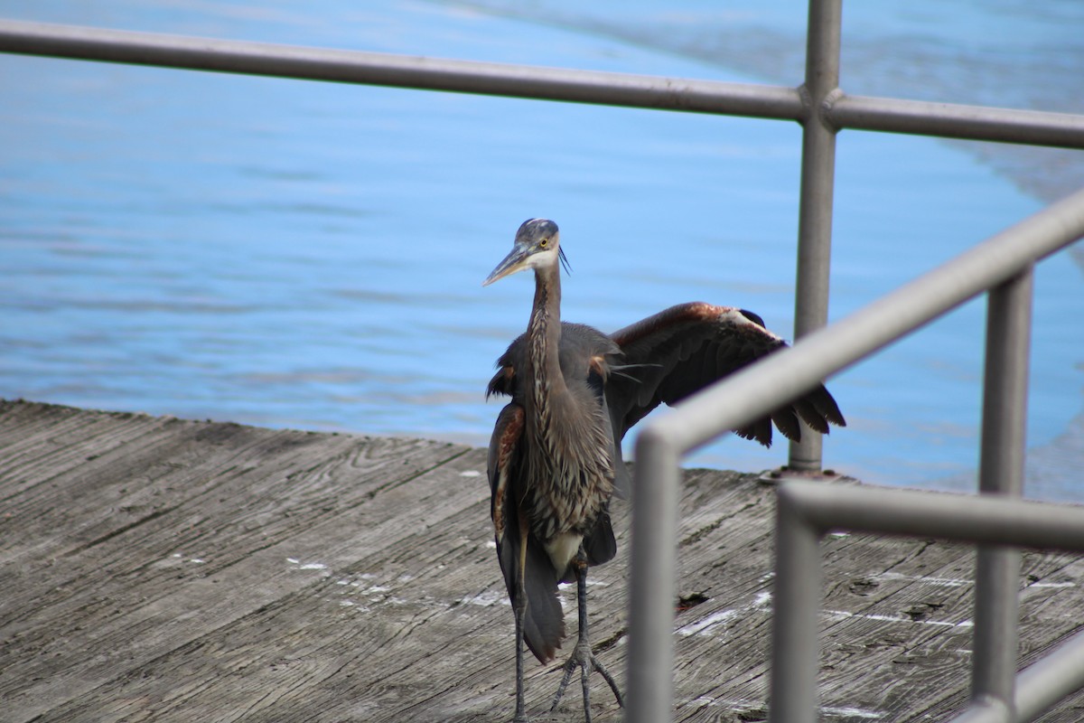 Great Blue Heron - ML638026946