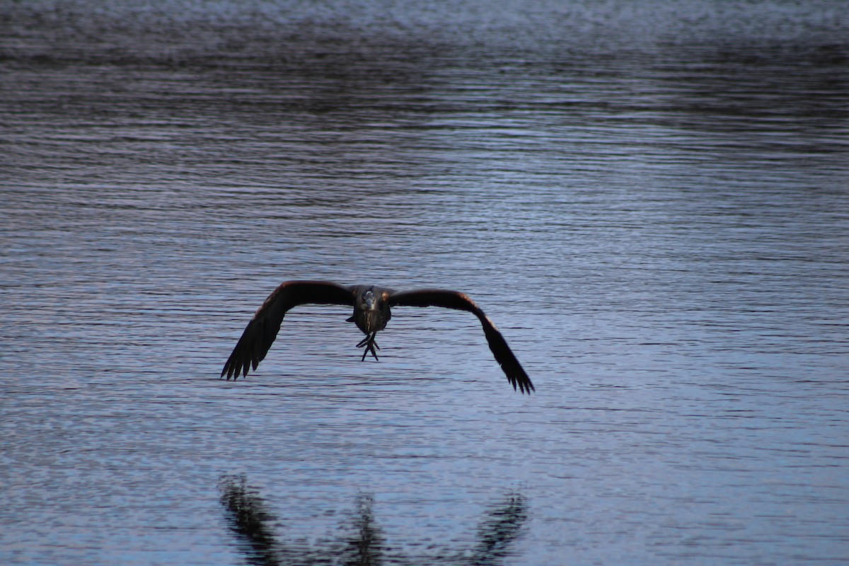 Great Blue Heron - ML638026947