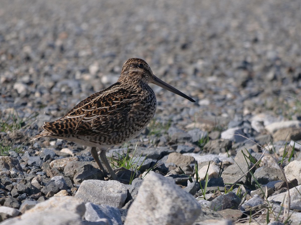 Magellanic Snipe - ML638026974