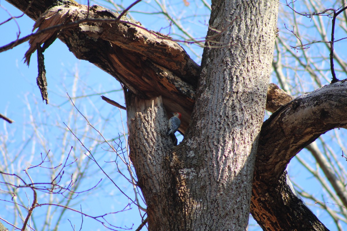 Red-bellied Woodpecker - ML638026992