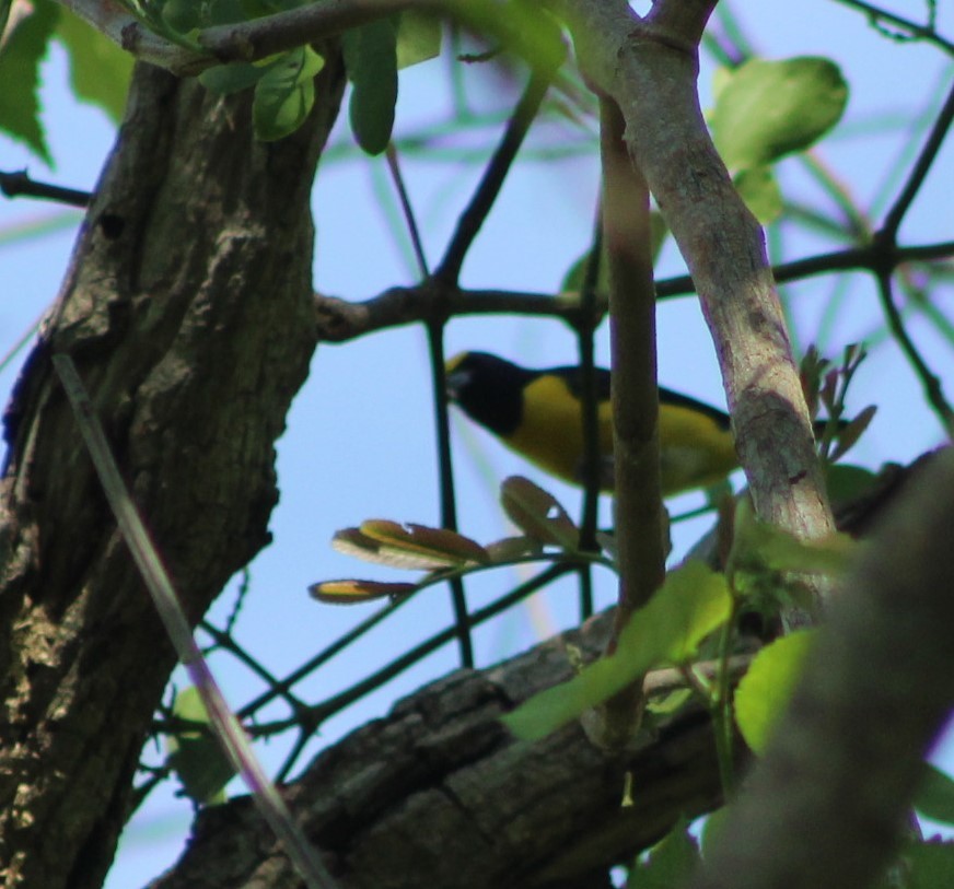 West Mexican Euphonia - ML638027006