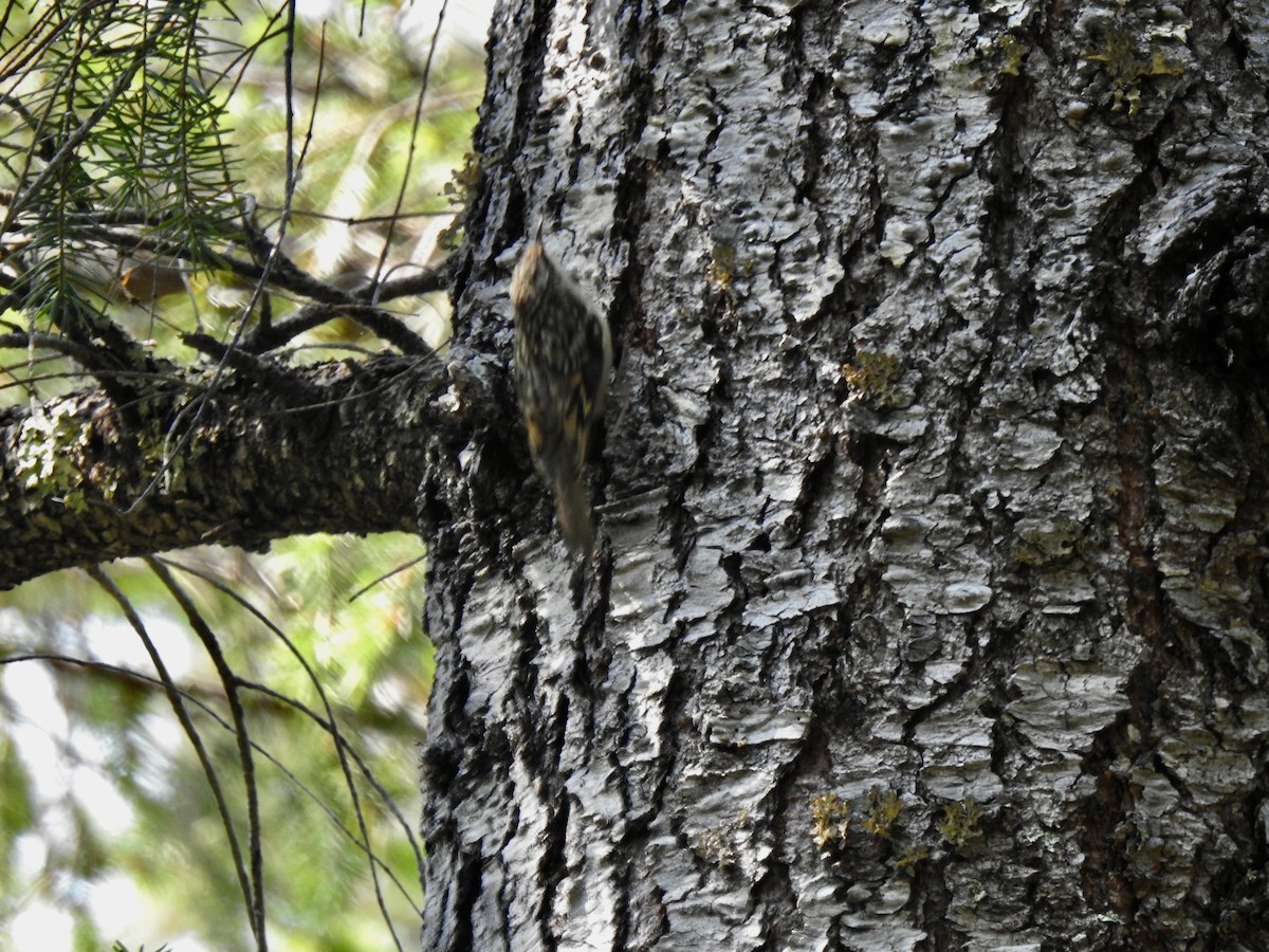 Brown Creeper - ML638027009