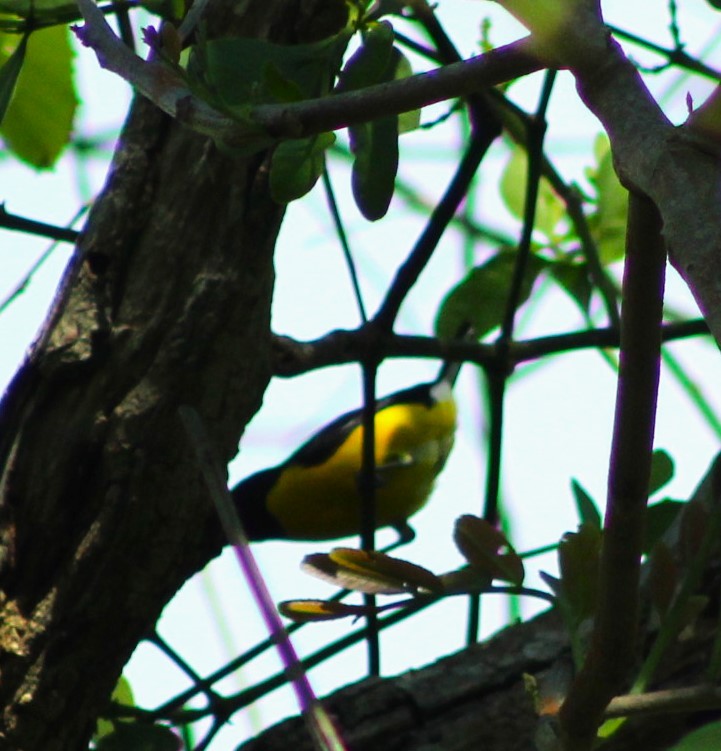 West Mexican Euphonia - ML638027015