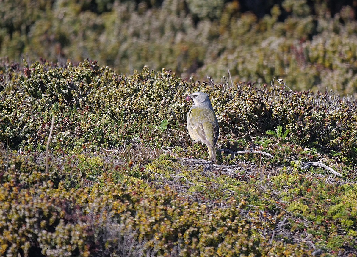 White-bridled Finch - ML638027021