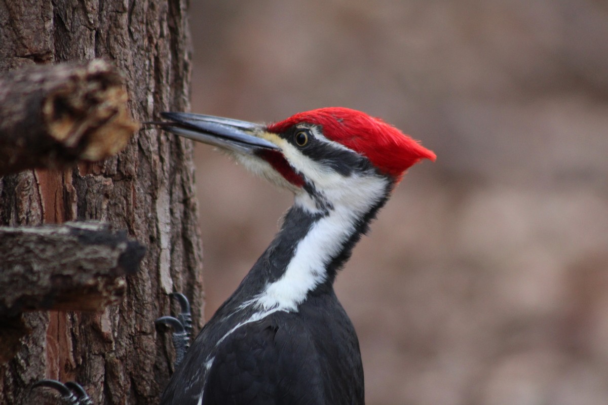 Pileated Woodpecker - ML638027022