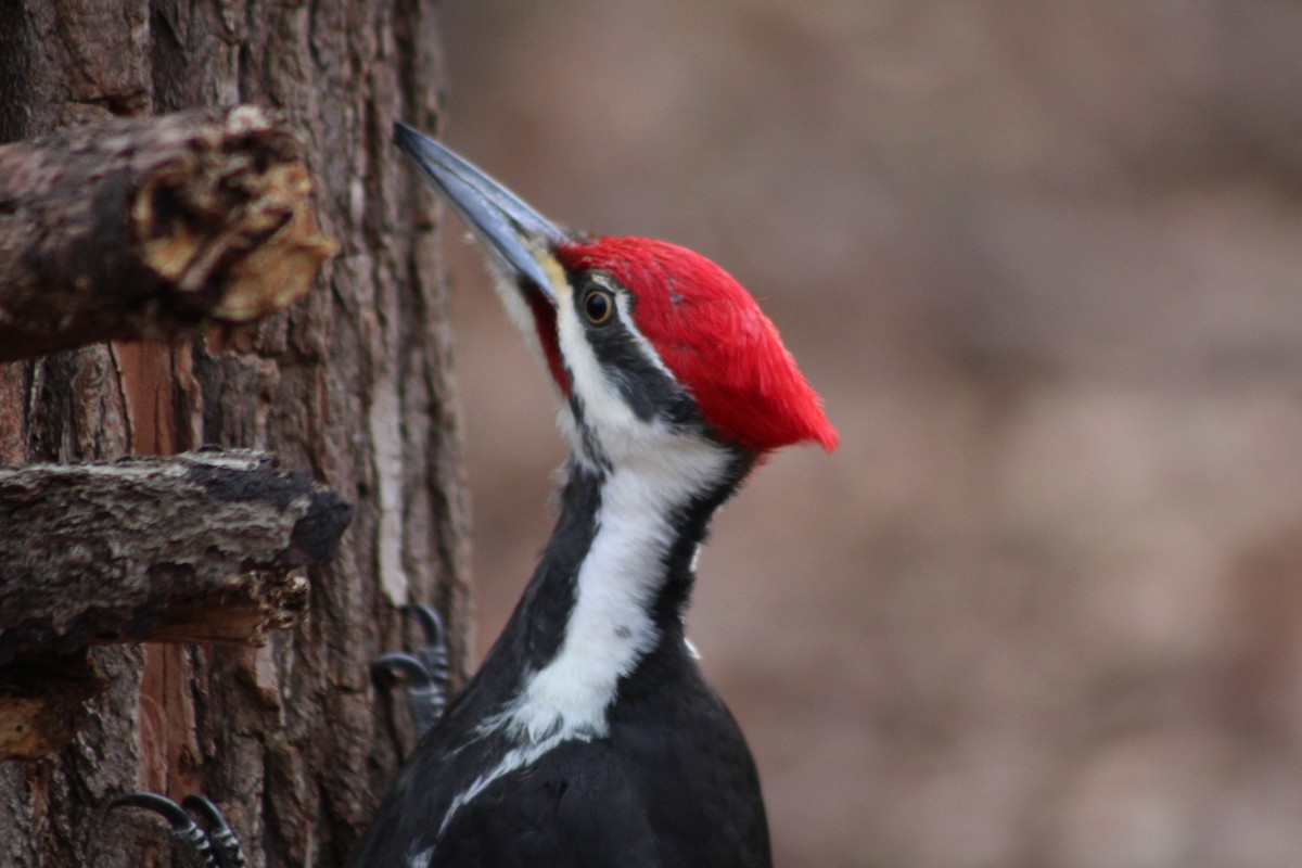 Pileated Woodpecker - ML638027023