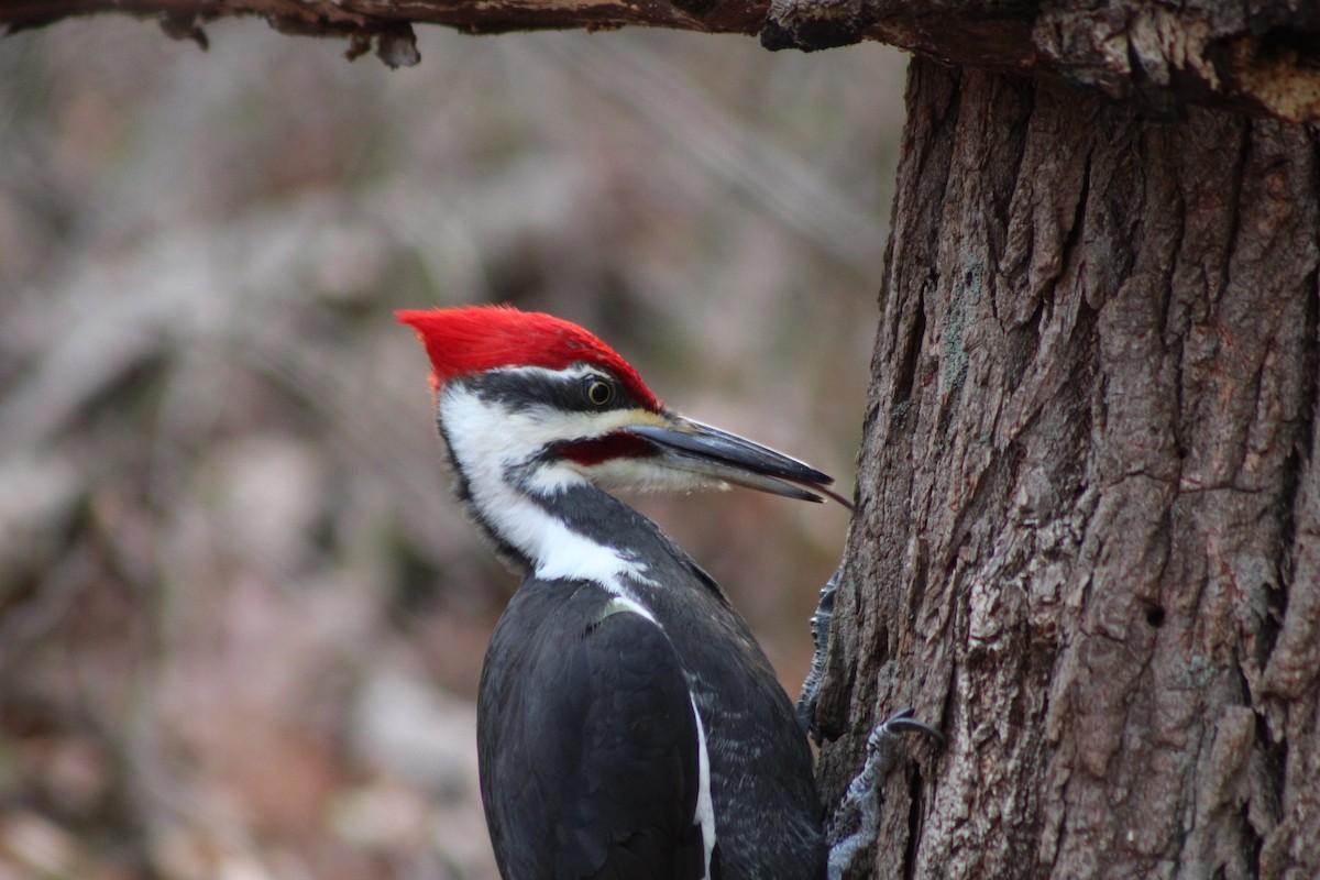 Pileated Woodpecker - ML638027024