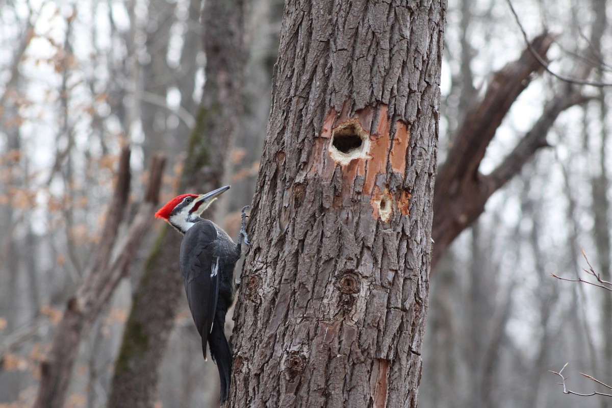 Pileated Woodpecker - ML638027025