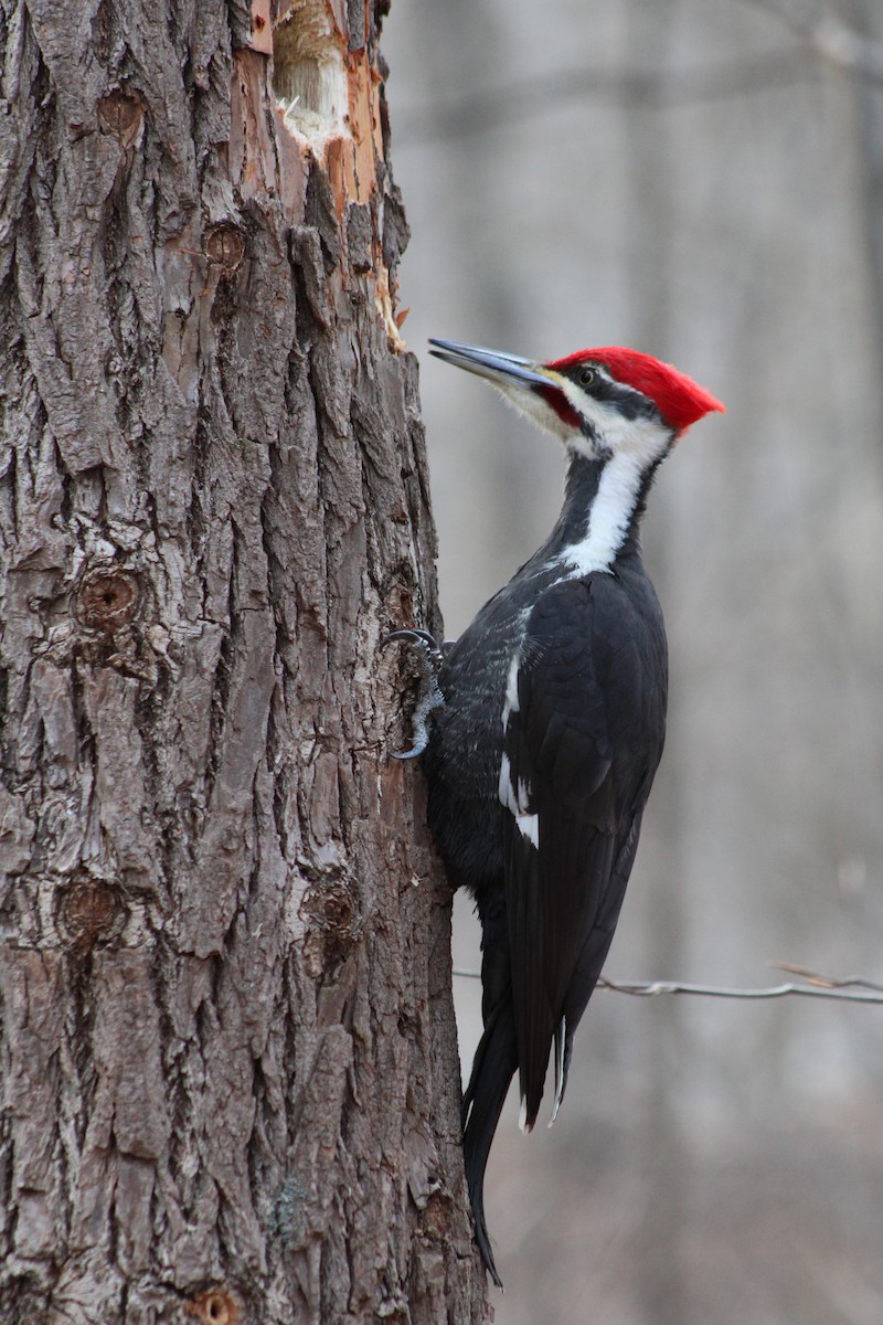 Pileated Woodpecker - ML638027026