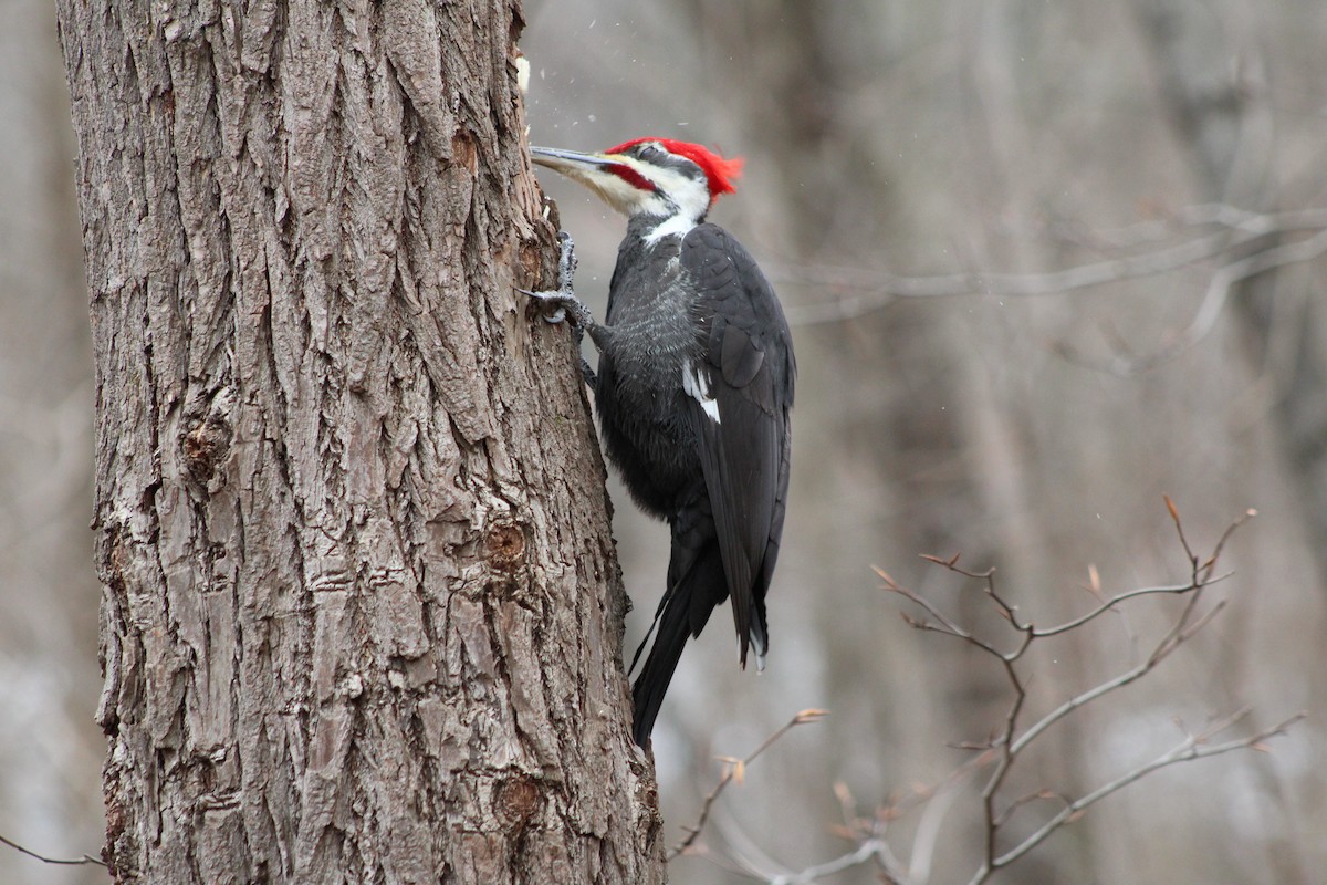 Pileated Woodpecker - ML638027027