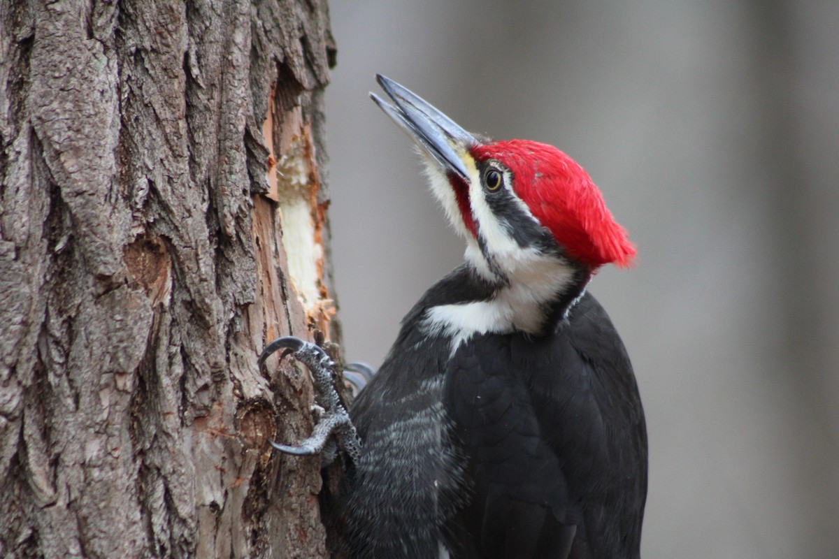 Pileated Woodpecker - ML638027028