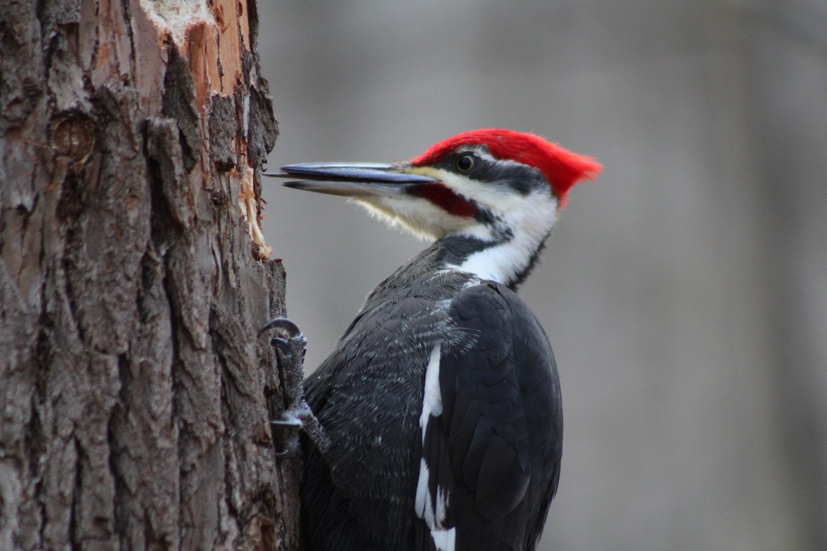 Pileated Woodpecker - ML638027029