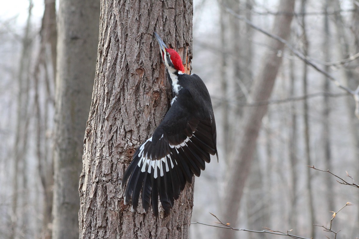 Pileated Woodpecker - ML638027030