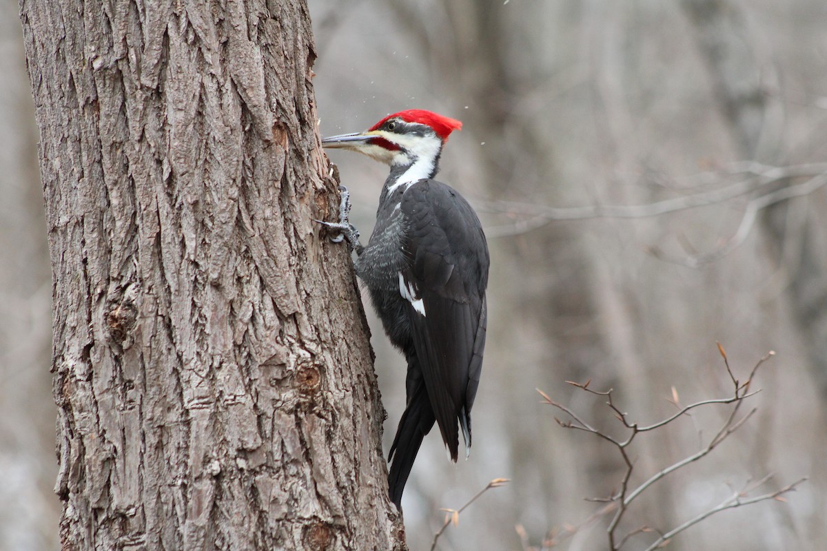 Pileated Woodpecker - ML638027031