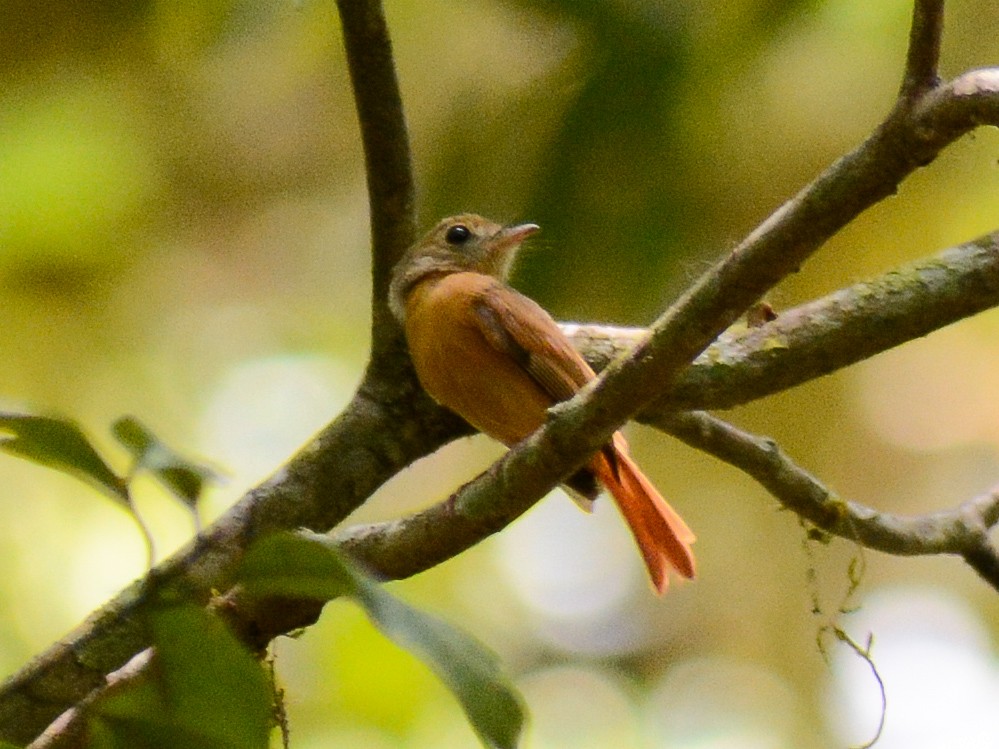 Ruddy-tailed Flycatcher - ML638027047