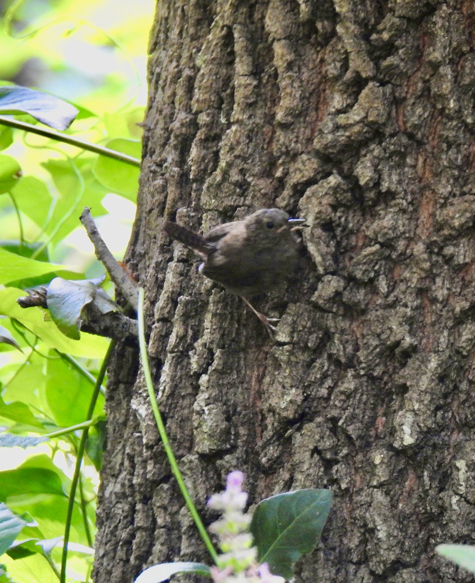 Pacific Wren - ML638027048