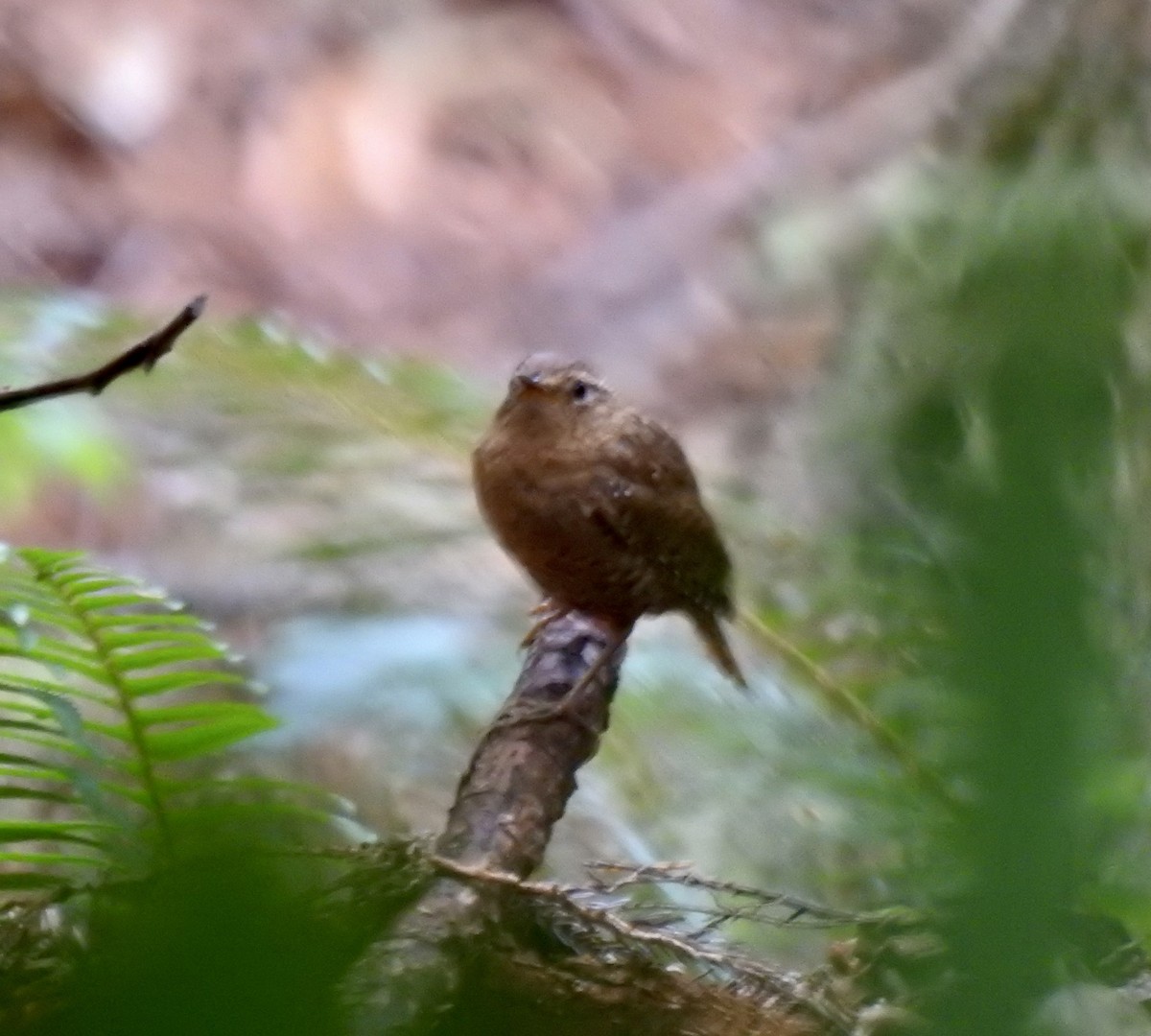 Pacific Wren - ML638027051