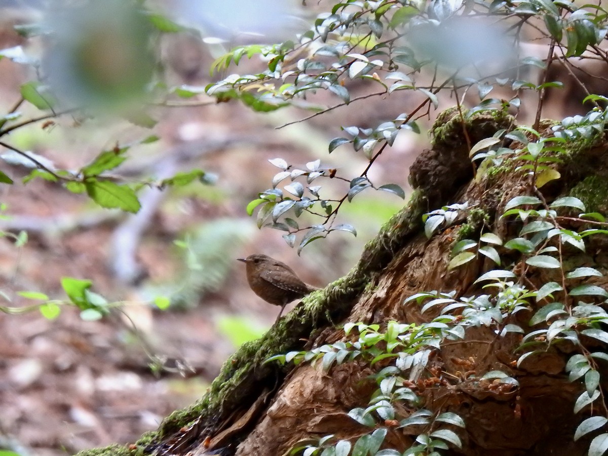 Pacific Wren - ML638027052