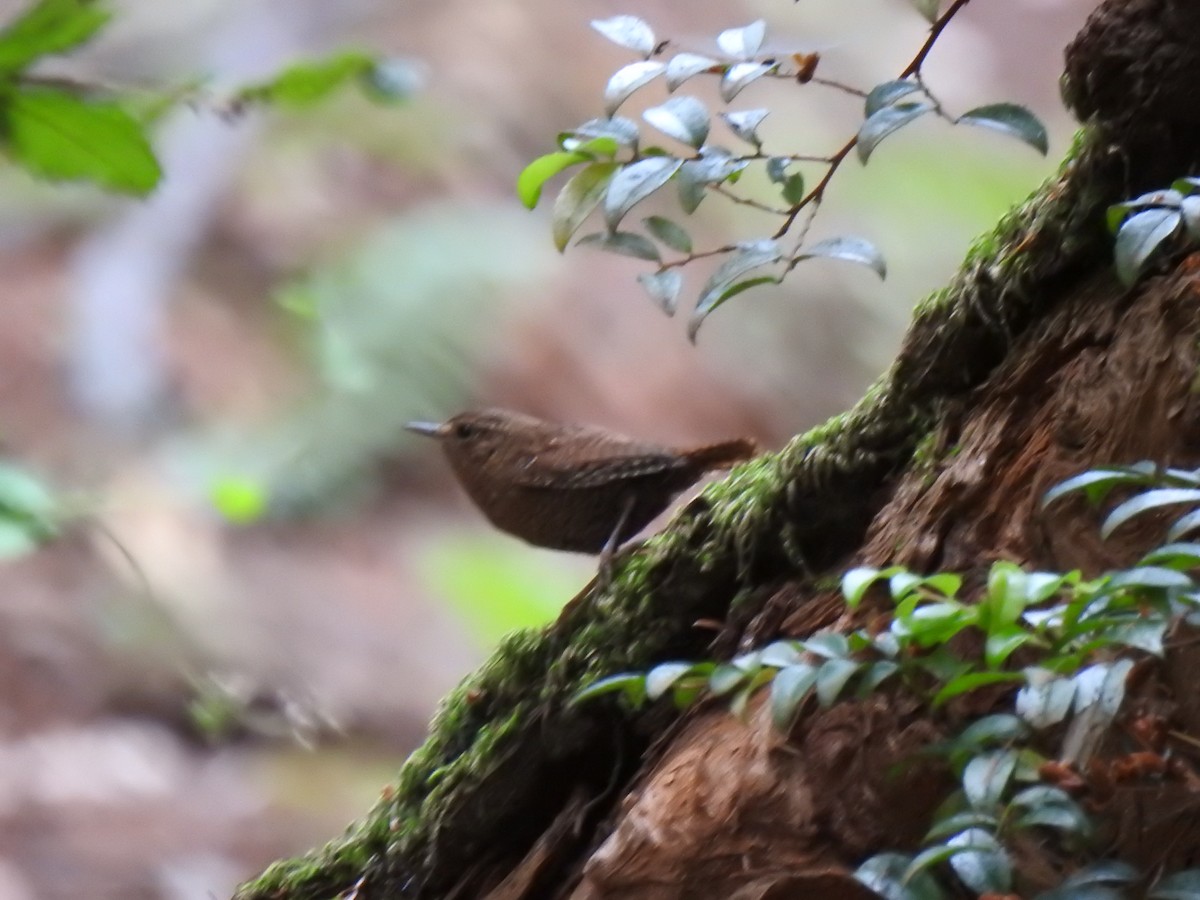Pacific Wren - ML638027053