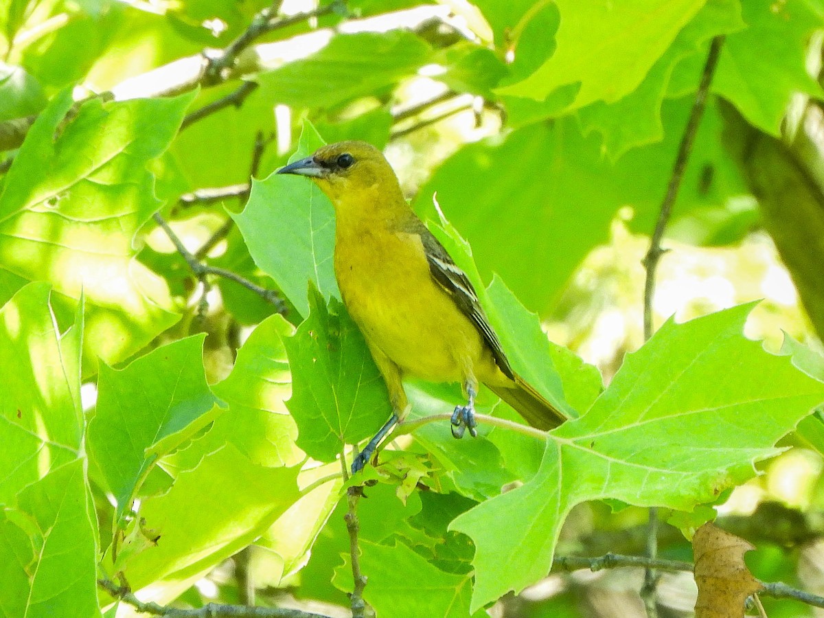 Orchard Oriole - ML638027081
