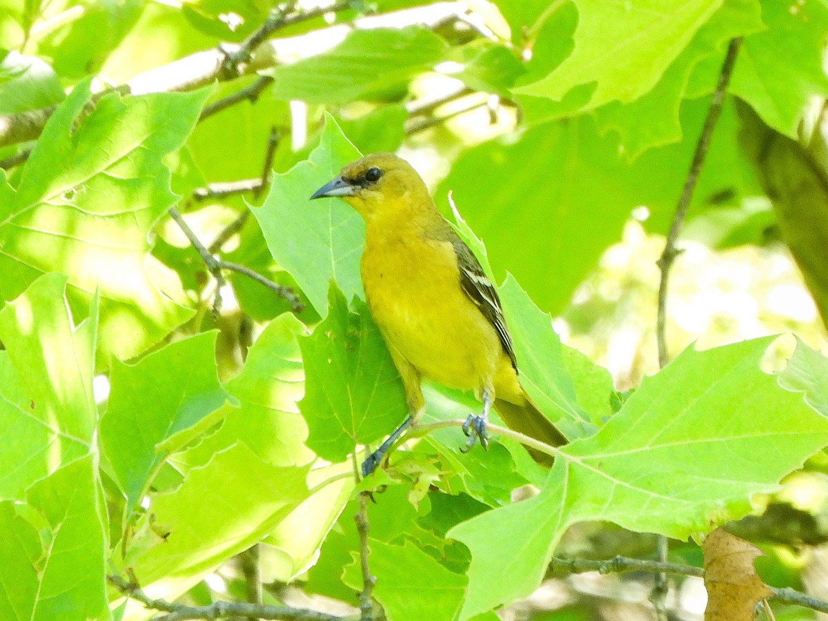 Orchard Oriole - ML638027082
