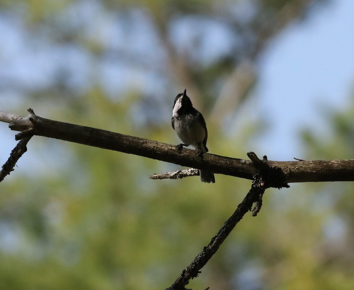 Black-capped Chickadee - ML638027093