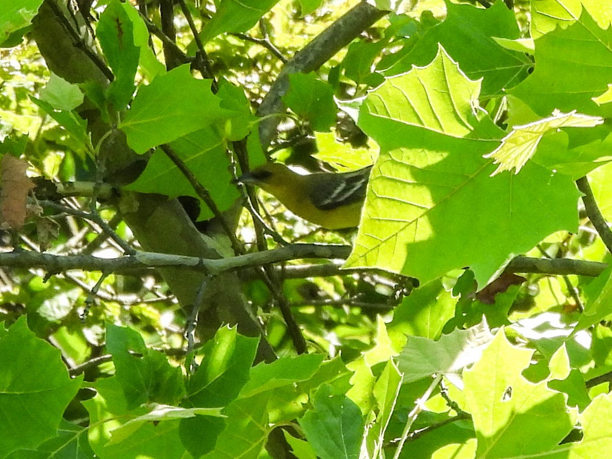 Orchard Oriole - ML638027099