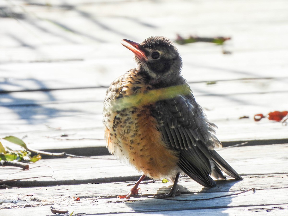 American Robin - ML638027109
