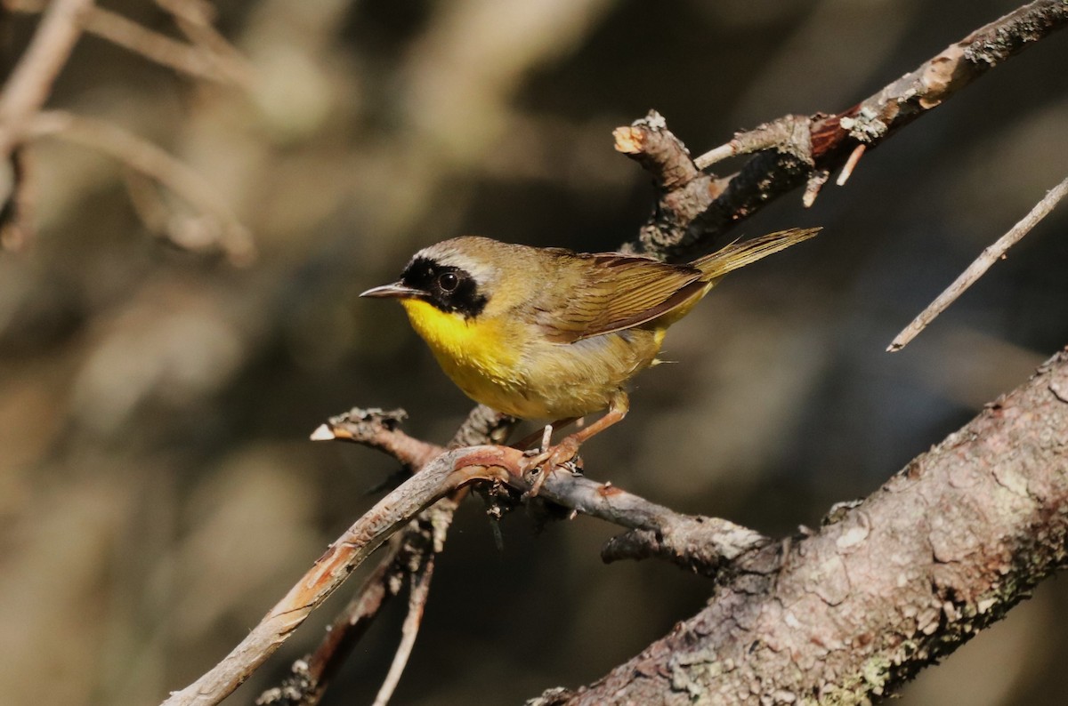 Common Yellowthroat - ML638027111