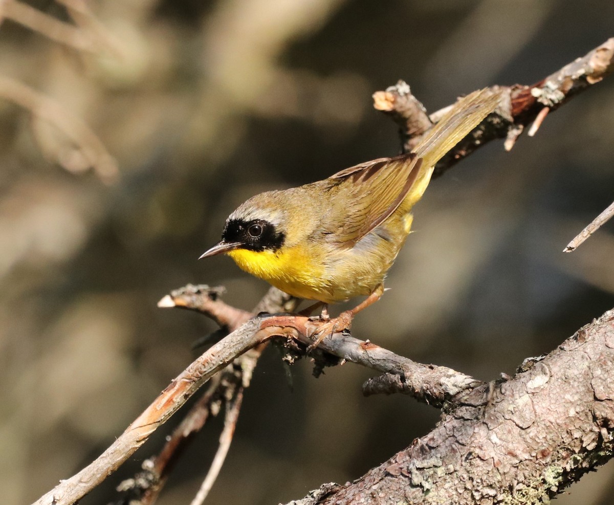 Common Yellowthroat - ML638027112