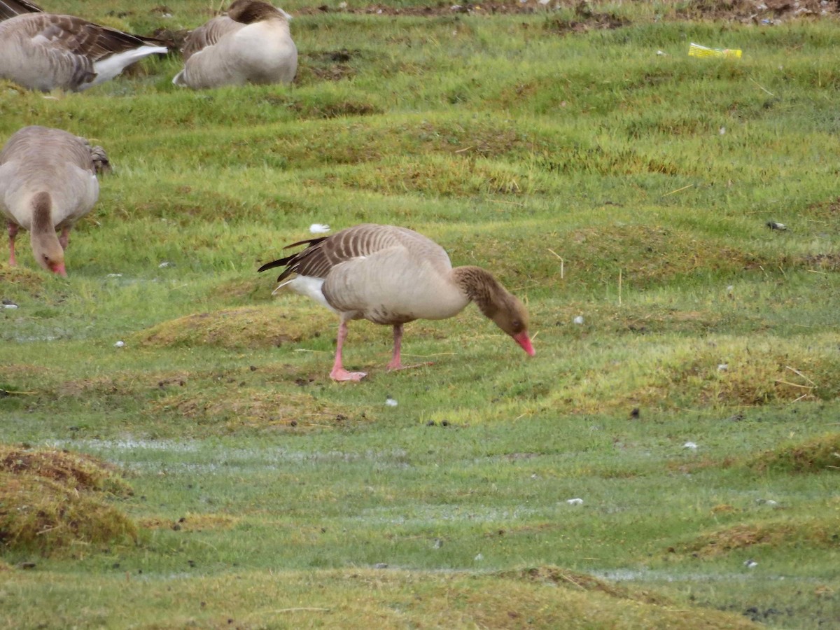 Graylag Goose - ML638027172