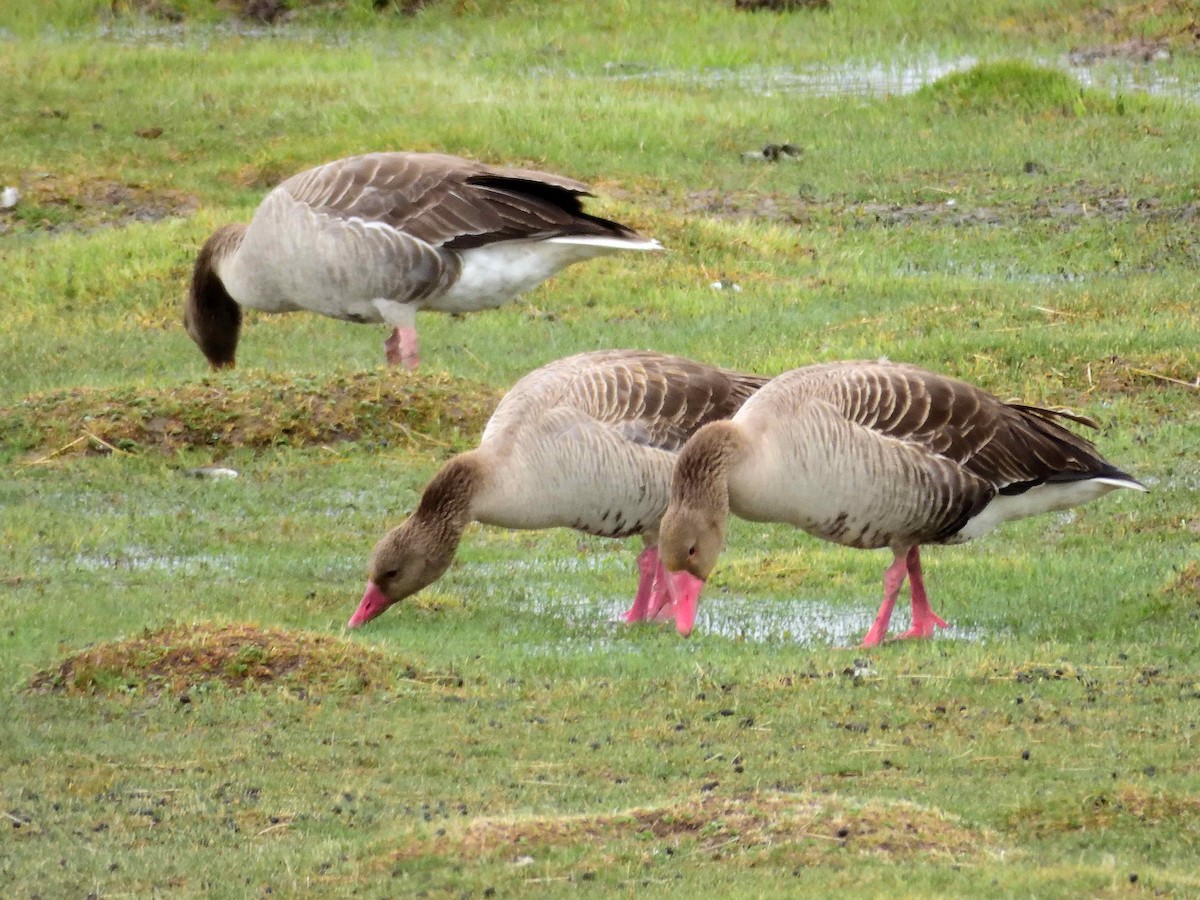 Graylag Goose - ML638027173