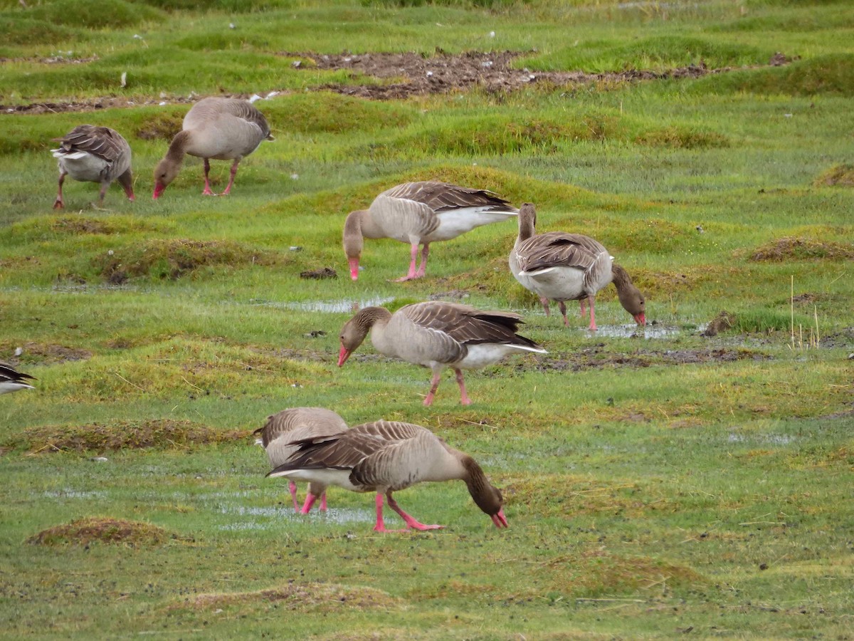 Graylag Goose - ML638027178