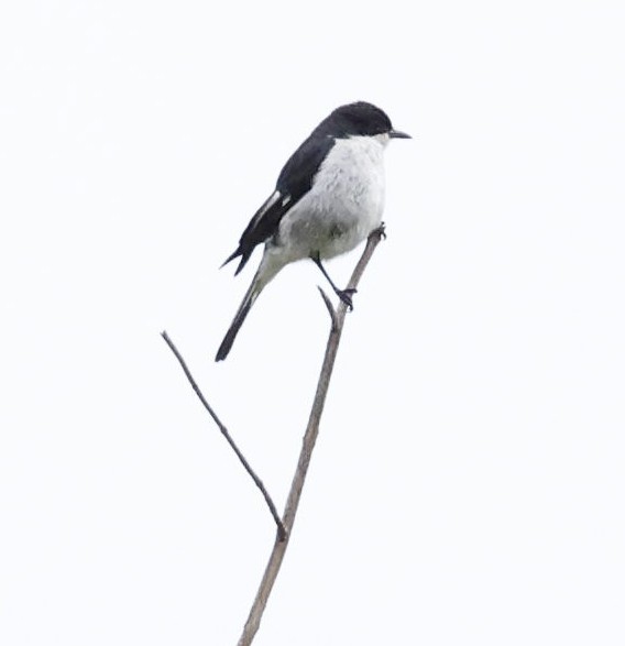 Fiscal Flycatcher - ML638027240