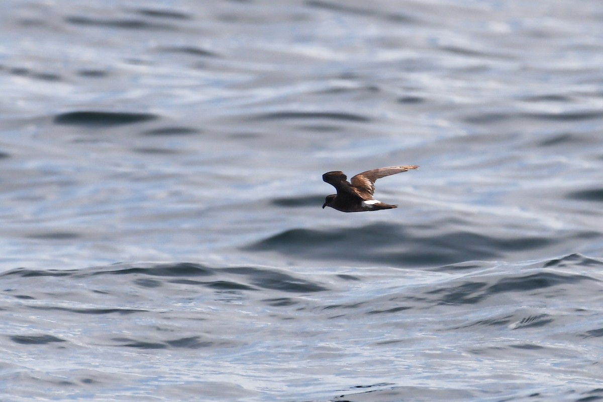 Band-rumped Storm-Petrel - ML638027245