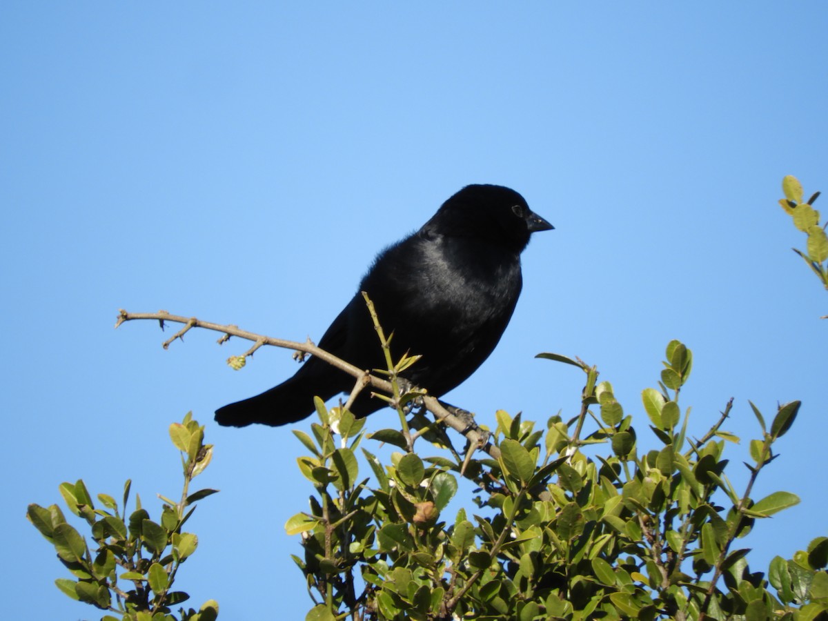 Screaming Cowbird - ML638027288