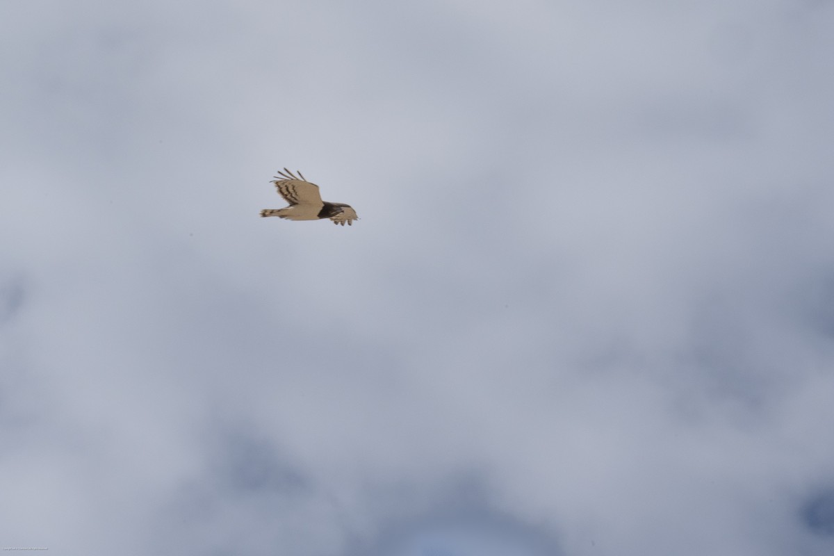 Black-chested Snake-Eagle - ML638027323