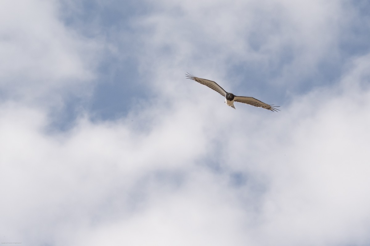 Black-chested Snake-Eagle - ML638027324