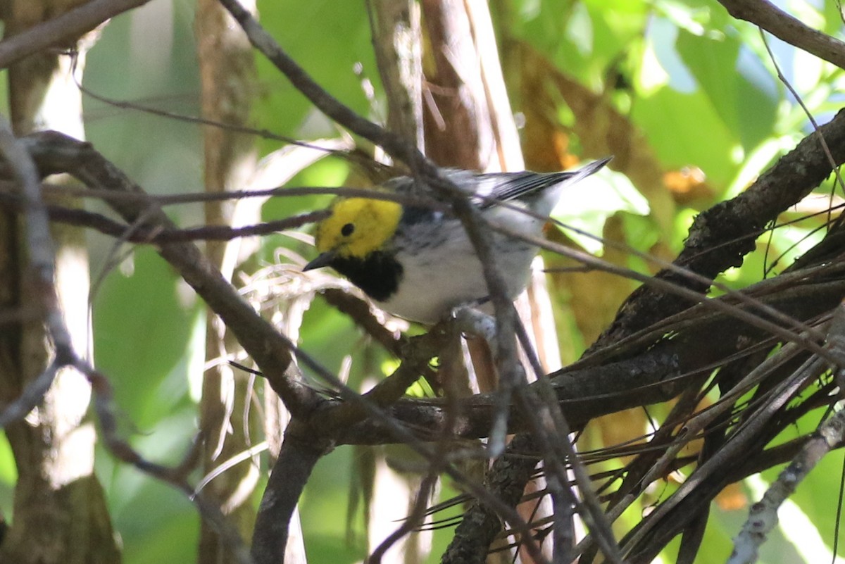 Hermit Warbler - ML638027372