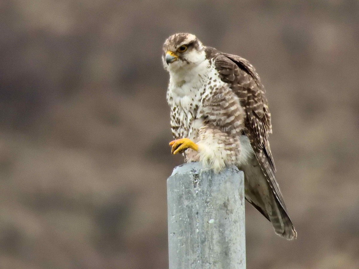 Saker Falcon - ML638027375
