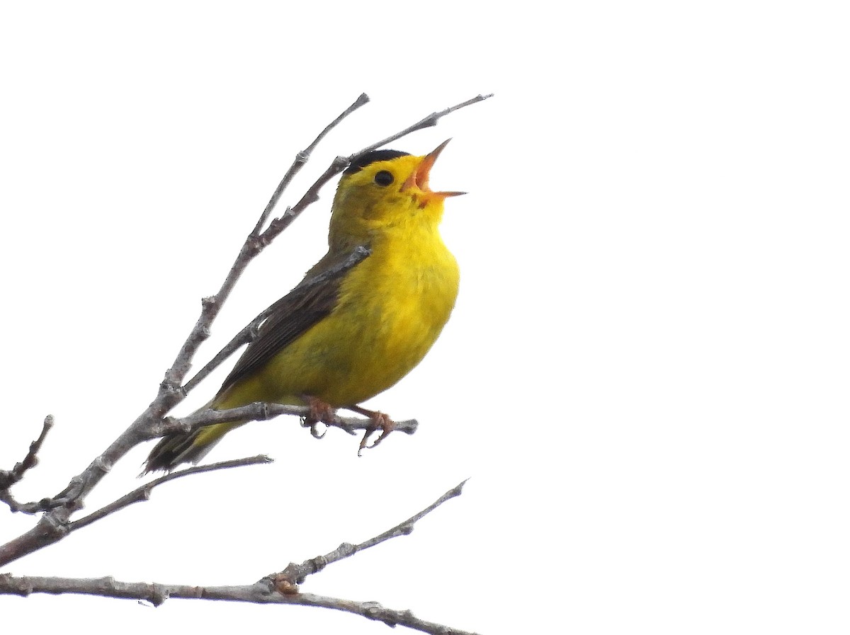 Wilson's Warbler - ML638027393