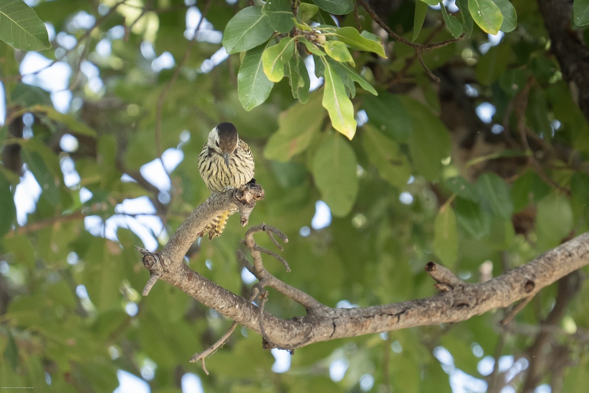 Cardinal Woodpecker - ML638027397