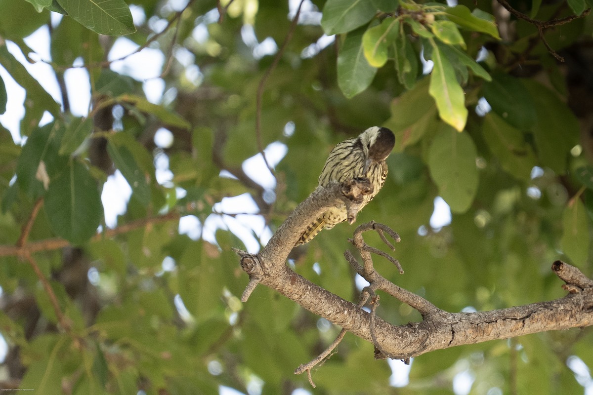 Cardinal Woodpecker - ML638027398