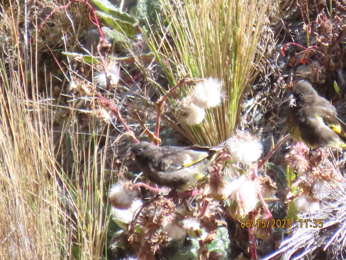 Black Siskin - ML638027408