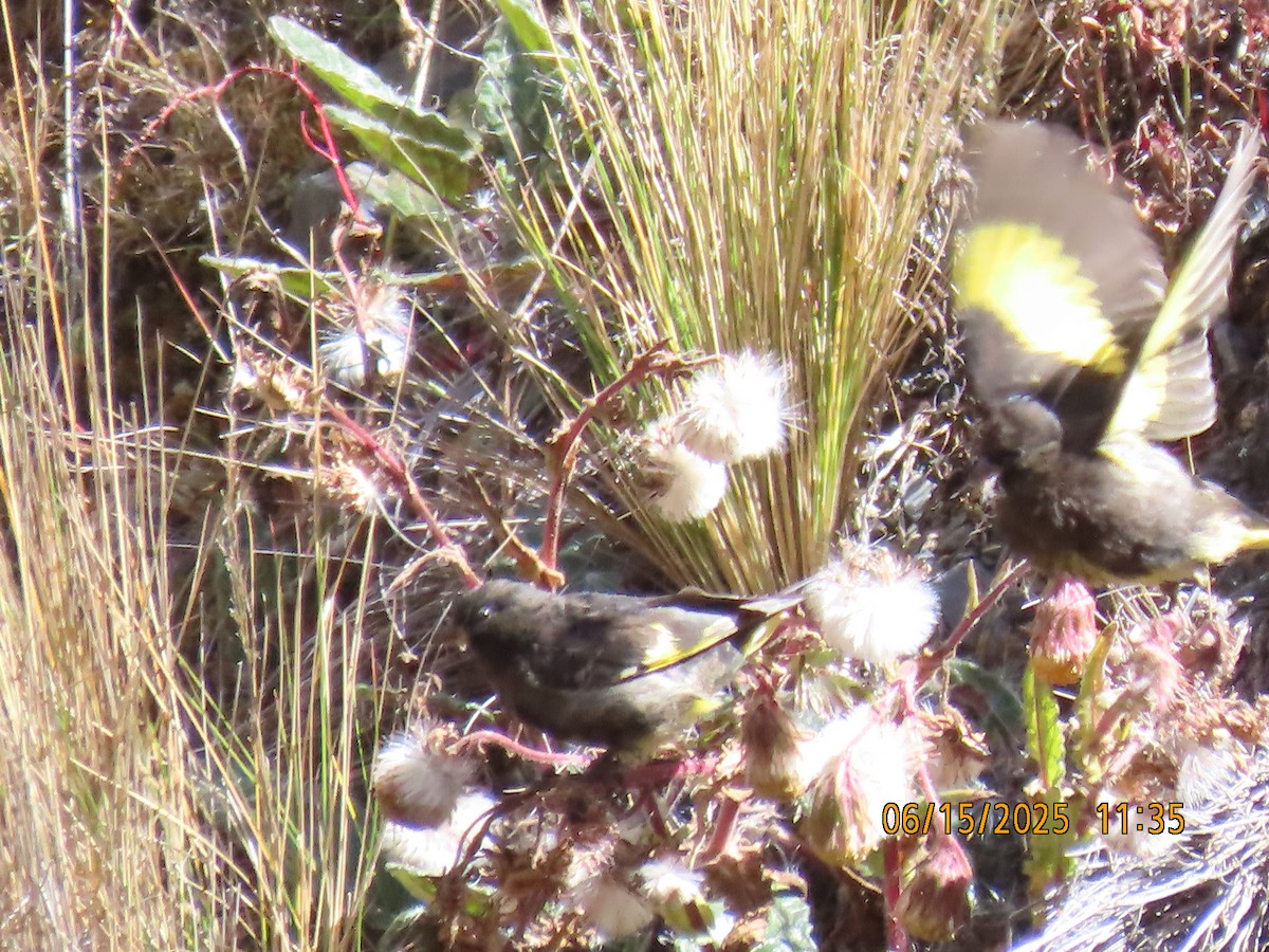 Black Siskin - ML638027416
