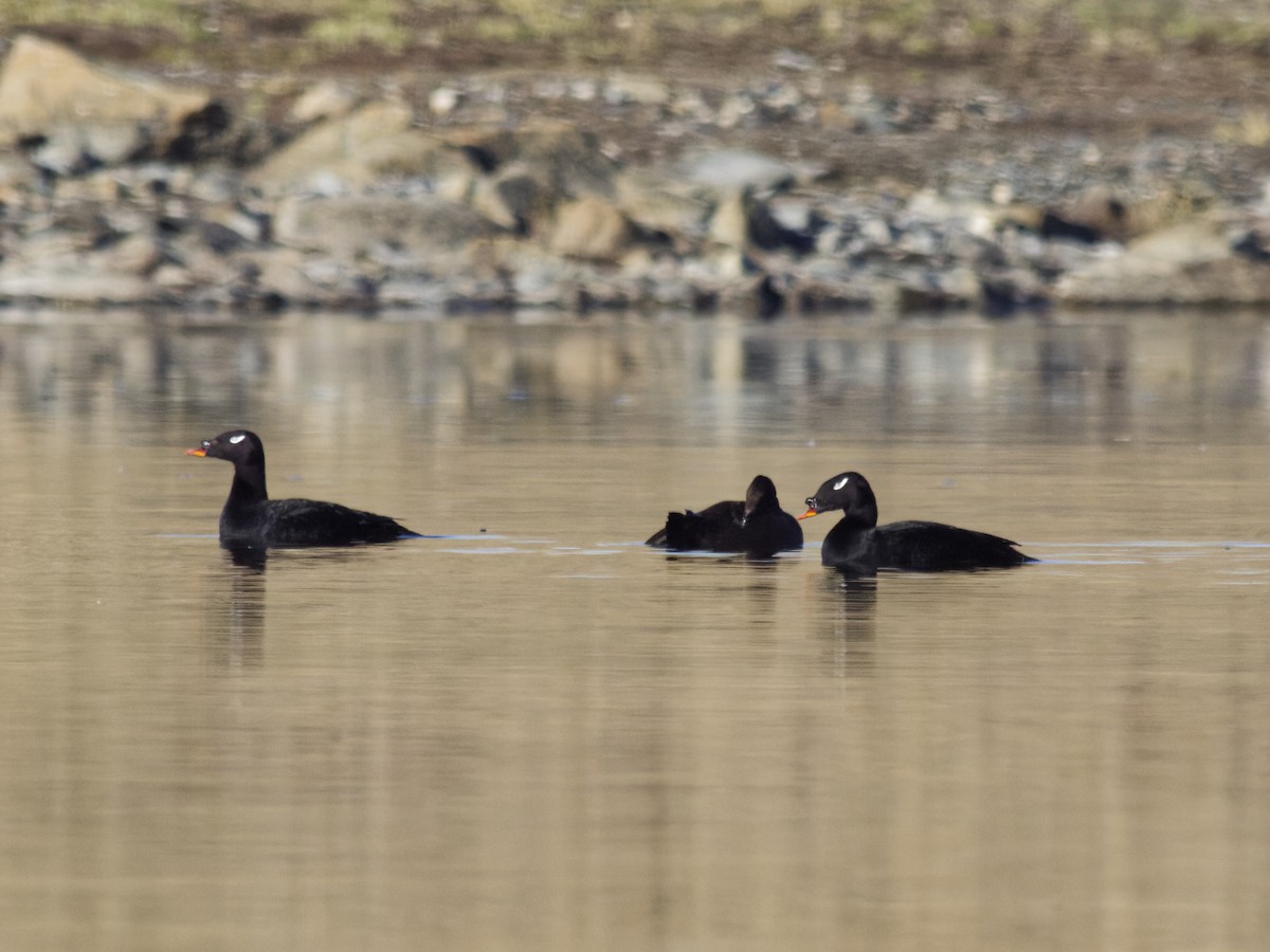 Stejneger's Scoter - ML638027422