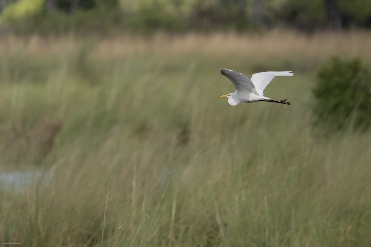 Yellow-billed Egret - ML638027436