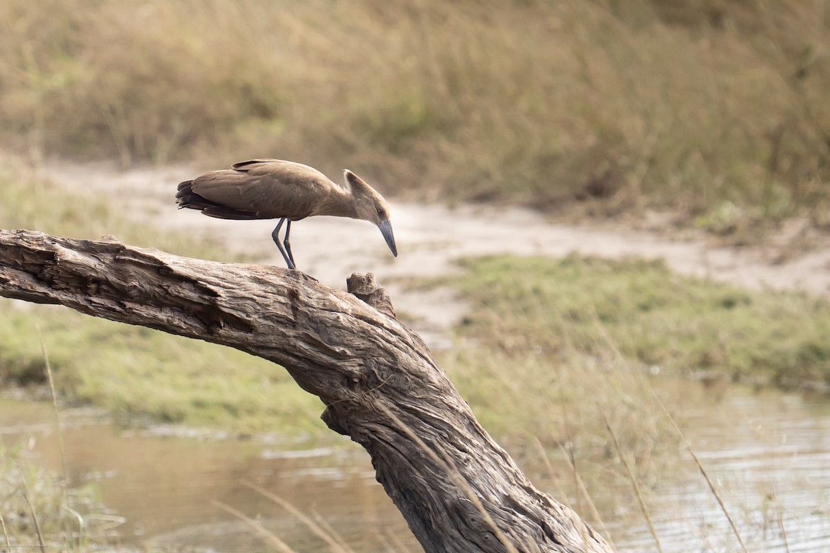 Hamerkop - ML638027450