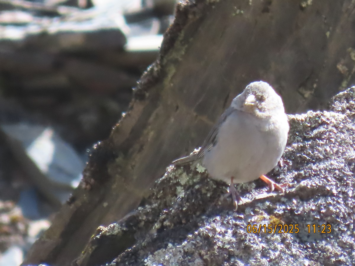Boulder Finch - ML638027465